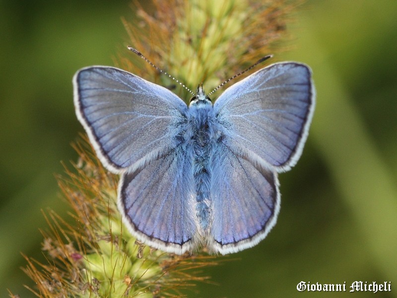 Polyommatus thersites Lycaenidae